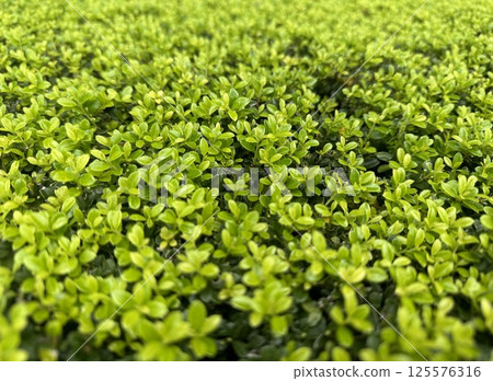 The plant, small fresh green leaves spreading all over the place The plant, small fresh green leaves spreading all over the place 125576316