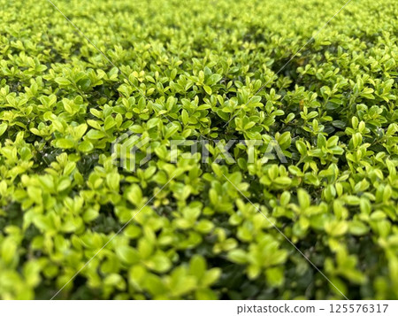The plant, small fresh green leaves spreading all over the place The plant, small fresh green leaves spreading all over the place 125576317