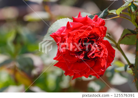 玫瑰黑天鵝 玫瑰黑天鵝 125576391