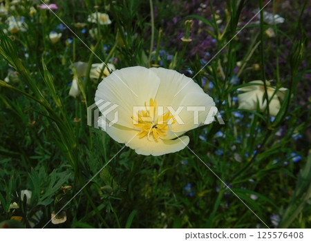 Lemon-colored poppies at the Red Brick Warehouse Lemon-colored poppies at the Red Brick Warehouse 125576408
