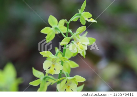 Takane ebina 125576411