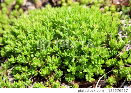 green leaves of climbing vine 125576417