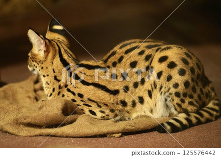 Serval cat's beautiful back① Serval cat's beautiful back① 125576442