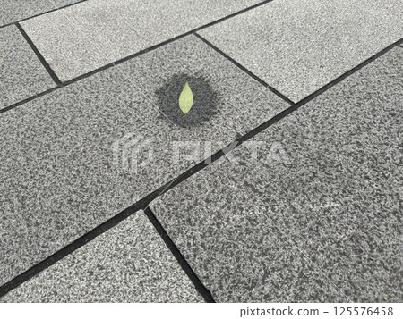 一片濕葉躺在地上/植物 一片濕葉躺在地上/植物 125576458