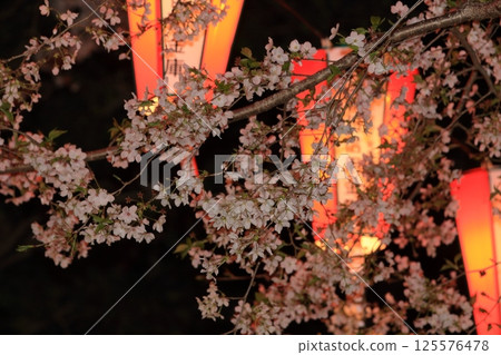 燈光下的櫻花盛開：上野公園的夜櫻 125576478