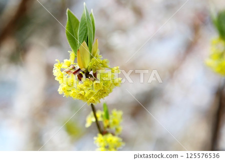 Yellow flowers of Kuromoji 125576536