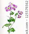 蘿蔔花（手繪插圖） 125576562