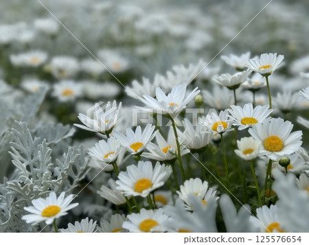 A flowerbed filled with white flowers. A flowerbed filled with white flowers. 125576654