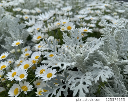 A flowerbed filled with white flowers. 125576655