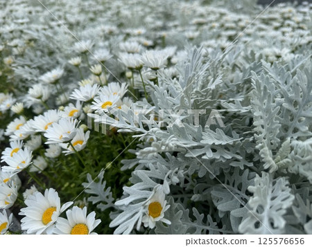 A flowerbed filled with white flowers. 125576656