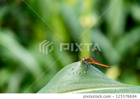 Red dragonfly in a corn field 125576684