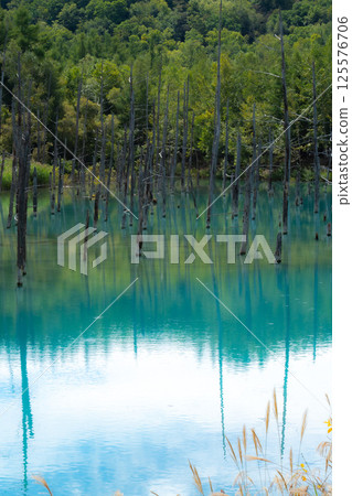 Blue Pond of Biei Hokkaido 125576706