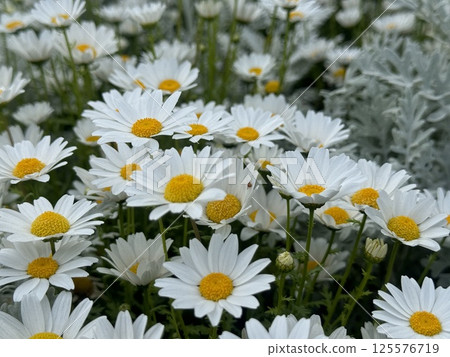 A flowerbed filled with white flowers. A flowerbed filled with white flowers. 125576719