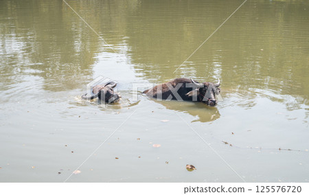 Water buffalo in a pond living in rural area of Thailand. Water buffalo have been used for centuries by Thai farmers to do the hard work of ploughing rice fields. Water buffalo in a pond living in rural area of Thailand. Water buffalo have been used for centuries by Thai farmers to do the hard work of ploughing rice fields. 125576720