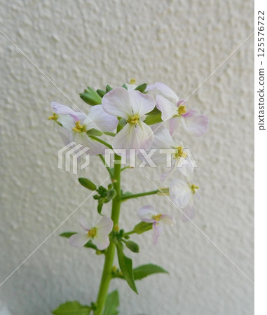 Regenerated Vegetables, Ribovege, Radish Flowers 125576722