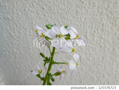 Regenerated Vegetables, Ribovege, Radish Flowers Regenerated Vegetables, Ribovege, Radish Flowers 125576723