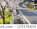 Roadside cherry tree and full-bloomed petals 125576834