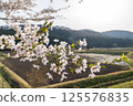A traditional Japanese landscape: Cherry blossom petals and green buds near a field 125576835