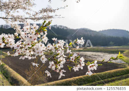 日本傳統風景：田野附近的櫻花花瓣和綠芽 125576835