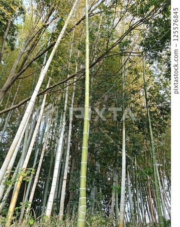 竹林高聳入雲 125576845