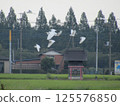 稻田裡飛翔的白鳥 125576850
