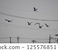 天空中飛翔的白鳥 125576851