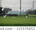 稻田裡尋找食物的鳥兒 125576852