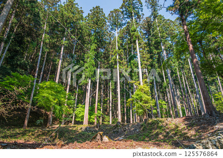 Fresh green coniferous forest in Takao, Kyoto City 125576864