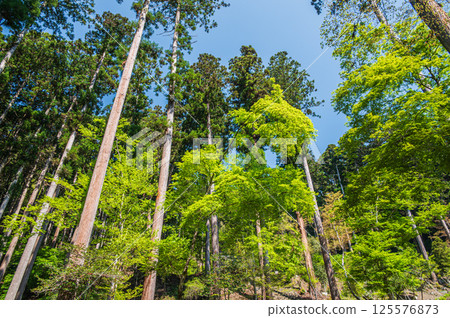 Fresh green coniferous forest in Takao, Kyoto City Fresh green coniferous forest in Takao, Kyoto City 125576873