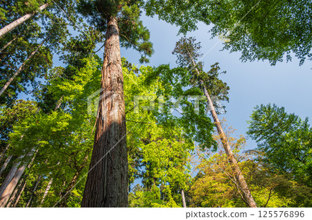 Fresh green coniferous forest in Takao, Kyoto City 125576896