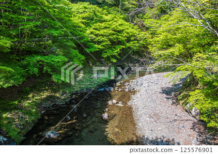 Fresh greenery on the Kiyotaki River, Kyoto City Fresh greenery on the Kiyotaki River, Kyoto City 125576901