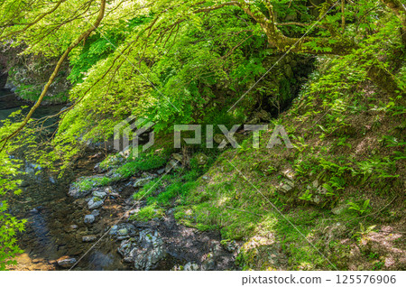 Fresh greenery on the Kiyotaki River, Kyoto City 125576906