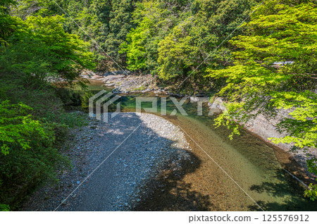 京都市清瀧川上的新綠 125576912