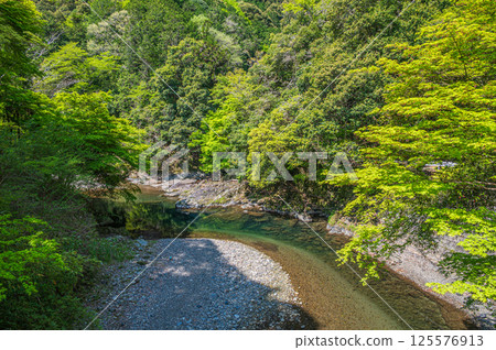 京都市清瀧川上的新綠 125576913