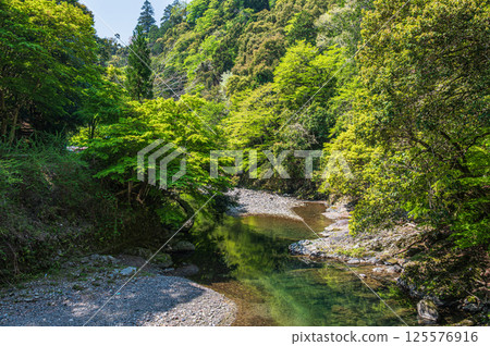 京都市清瀧川上的新綠 125576916