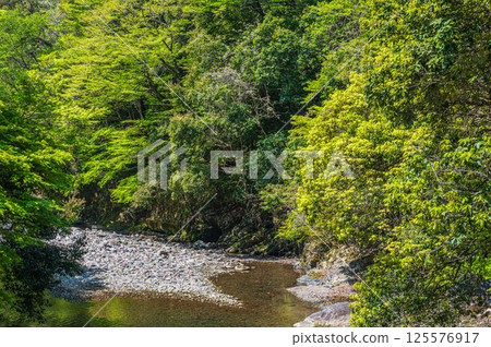 京都市清瀧川上的新綠 125576917