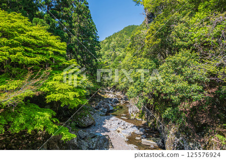 Fresh greenery on the Kiyotaki River, Kyoto City 125576924