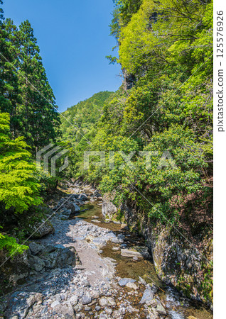 Fresh greenery on the Kiyotaki River, Kyoto City Fresh greenery on the Kiyotaki River, Kyoto City 125576926