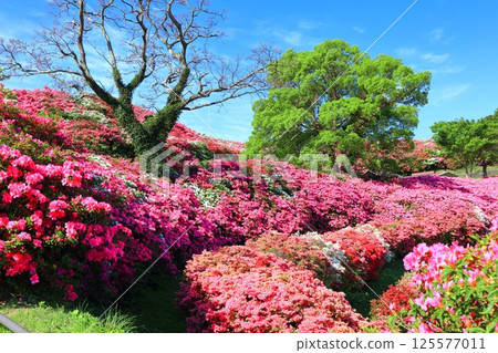 [Nagasaki Prefecture] Nagakushiyama Park on a sunny day and azaleas in full bloom (Nagakushiyama Azalea Festival) 125577011