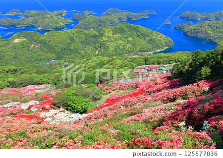 [長崎縣] 晴天的長串山公園和杜鵑花盛開（長串山杜鵑花節） 125577036