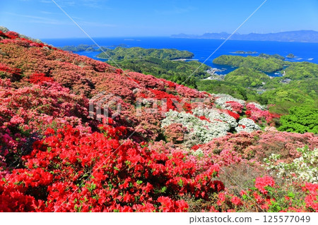 [Nagasaki Prefecture] Nagakushiyama Park on a sunny day and azaleas in full bloom (Nagakushiyama Azalea Festival) 125577049