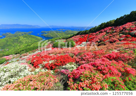 [長崎縣] 晴天的長串山公園和杜鵑花盛開（長串山杜鵑花節） 125577056