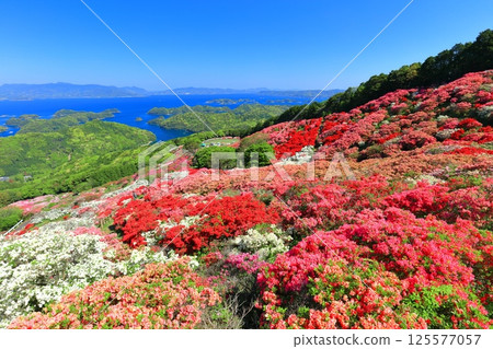 [Nagasaki Prefecture] Nagakushiyama Park on a sunny day and azaleas in full bloom (Nagakushiyama Azalea Festival) 125577057