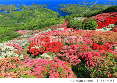 [Nagasaki Prefecture] Nagakushiyama Park on a sunny day and azaleas in full bloom (Nagakushiyama Azalea Festival) 125577061