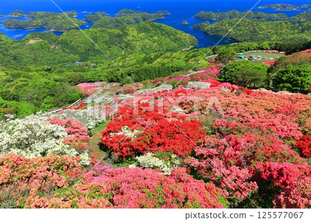 [Nagasaki Prefecture] Nagakushiyama Park on a sunny day and azaleas in full bloom (Nagakushiyama Azalea Festival) 125577067