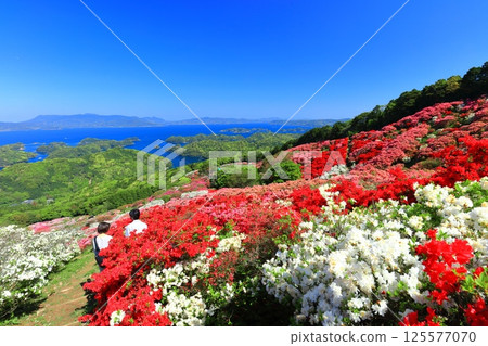 [Nagasaki Prefecture] Nagakushiyama Park on a sunny day and azaleas in full bloom (Nagakushiyama Azalea Festival) 125577070