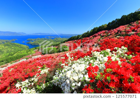 [Nagasaki Prefecture] Nagakushiyama Park on a sunny day and azaleas in full bloom (Nagakushiyama Azalea Festival) 125577071
