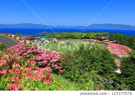 [Nagasaki Prefecture] Nagakushiyama Park on a sunny day and azaleas in full bloom (Nagakushiyama Azalea Festival) 125577078