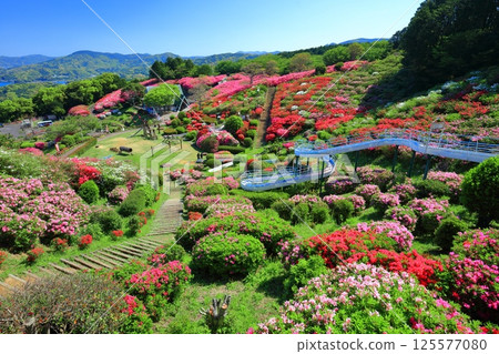 [長崎縣] 晴天的長串山公園和杜鵑花盛開（長串山杜鵑花節） 125577080