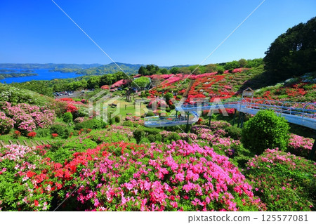 [長崎縣] 晴天的長串山公園和杜鵑花盛開（長串山杜鵑花節） 125577081